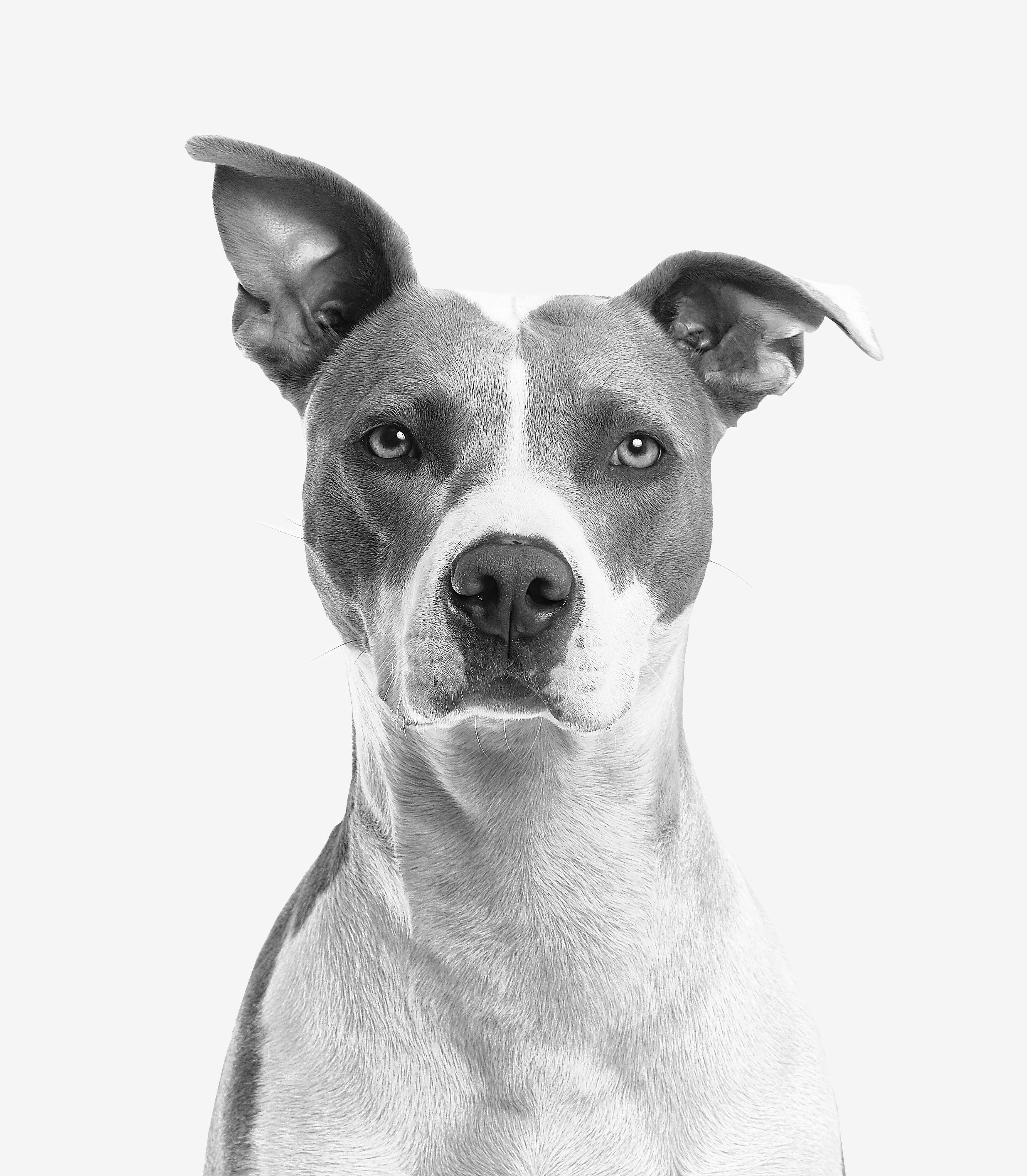 Dev